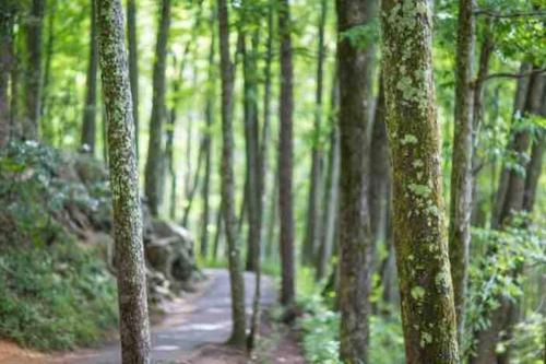 Downtown Gatlinburg Gem 102 - Walk to the Shops & Trails Downtown Gatlinburg Gem 102 - Walk to the Shops & Trails