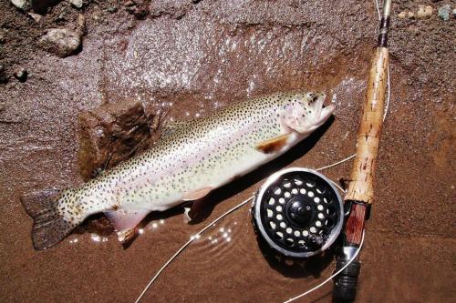 Downtown Gatlinburg Gem 102 - Walk to the Shops & Trails Downtown Gatlinburg Gem 102 - Walk to the Shops & Trails