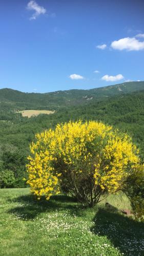 Nido d’amore nei colori 4