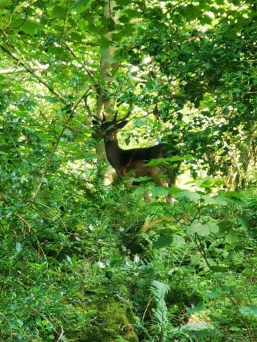 2 Calgow Cottages in Newton Stewart