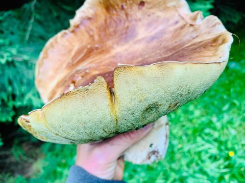 FlowMove Retreat Kamesznica FlowMove Retreat Kamesznica