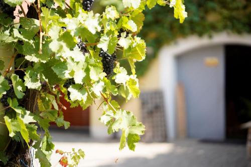 Weingut Martin Blass - image 3