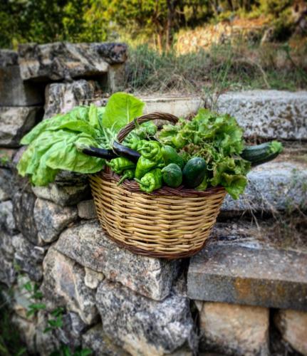 El celler de Cal Garriga