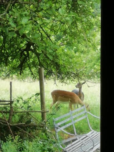 Wyre Forest Cottage gîte à louer Far Forest