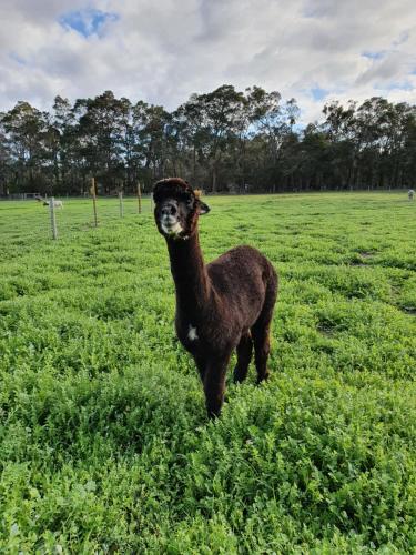 Kerriley Park FarmStay