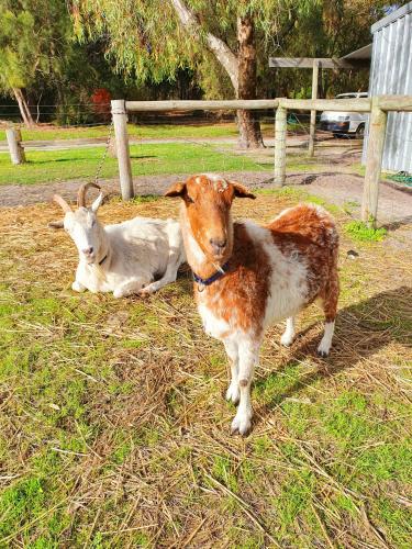 Kerriley Park FarmStay