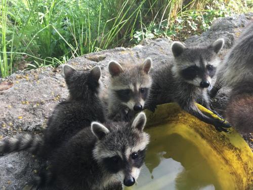 Gite Ti Racoon 100 Nature In Le Gosier Guadeloupe Reviews Prices Planet Of Hotels