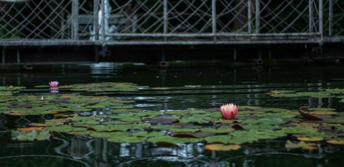 Pollushof Panzió és Étterem obrázok