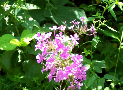 Bearadise - image 32