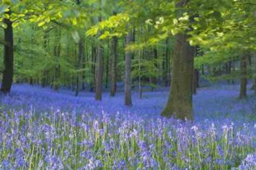 Forest of Dean Country Cottage