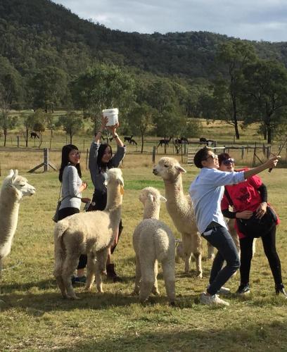 Starline Alpacas Farmstay Resort