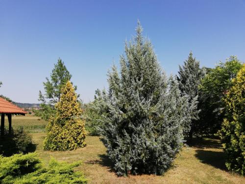 Vila Timok - image 2