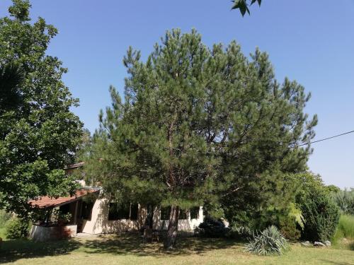 Vila Timok - image 10
