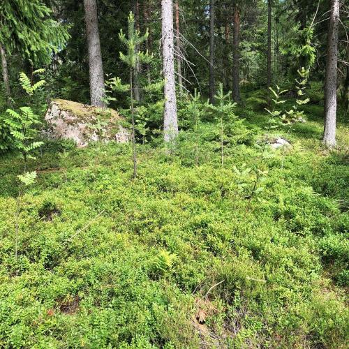 Honeyhill Villa Karhu in Kouvola