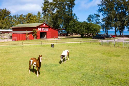 Lovaglás, Ocean Villas at Turtle Bay in Kawela Bay (HI)