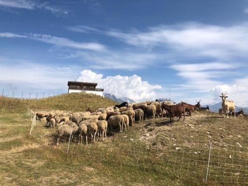 Le Bouquetin Rhône-Alpes - Les 2-Alpes visuel 5/6