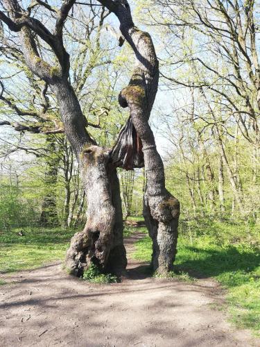 Közeli látványosságok, Ferienwohnung zur Erlebnisschmiede in Kammerforst