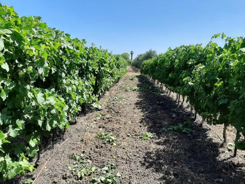 אוהל הזית in Herzliya City Center