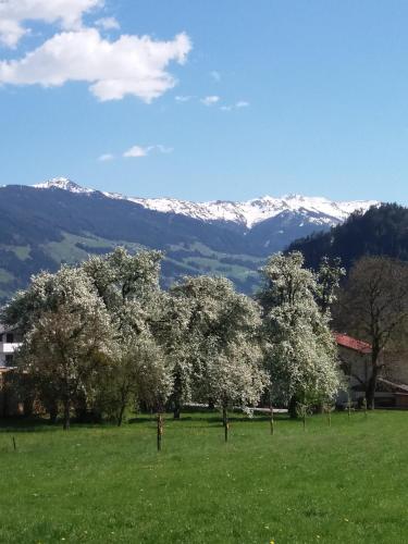 Ferienwohnungen Wiesingerhof