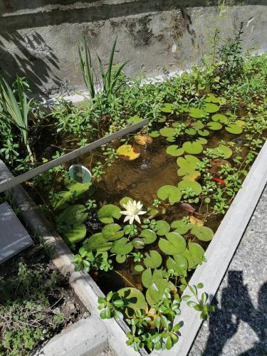 Il Giardino di Elettra - FreeParking, Gênes (photo 11)