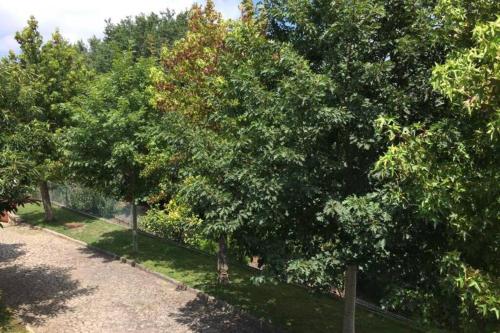 Casa de Madeira Casa de Madeira