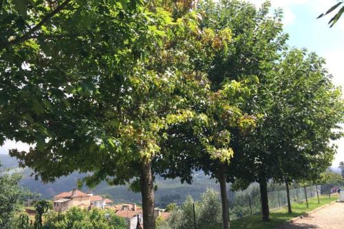 Casa de Madeira Casa de Madeira