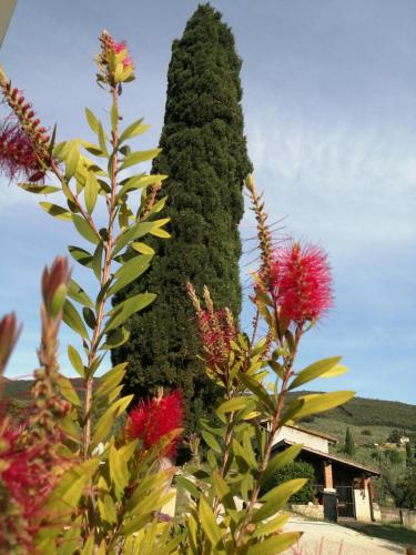 Borgo Buciardella