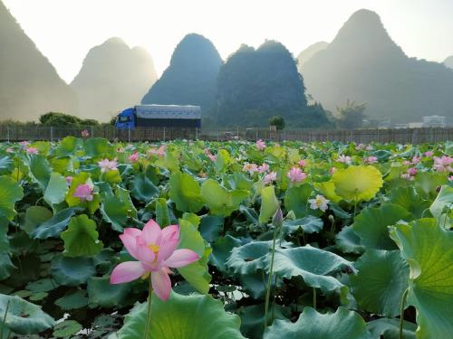 Yangshuo Tea Cozy