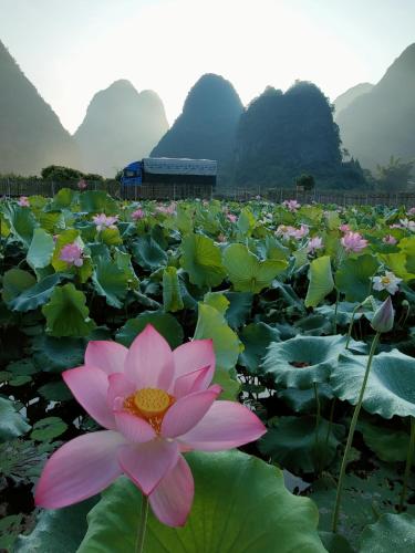 Yangshuo Tea Cozy