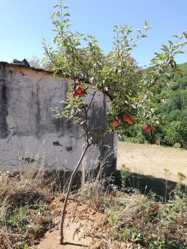 Casa do Rebelhe