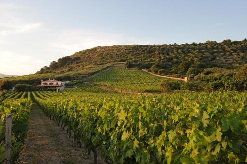 Casa nel vigneto con vista mare