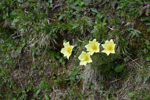 Mountain, Alleghe (Foto 5)