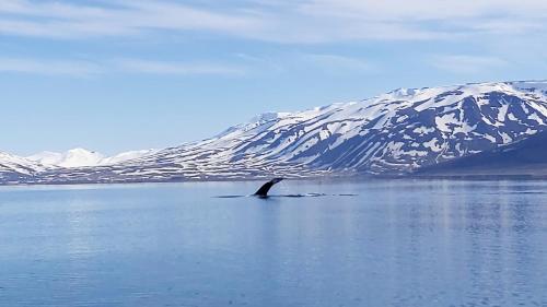 Bakkakot 2 - Cozy Cabins in the Woods Bakkakot 2 - Cozy Cabins in the Woods