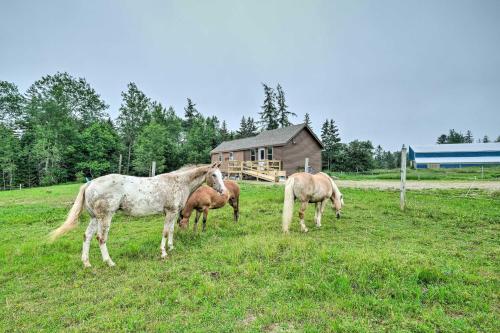 Historic Cottage on Horse Farm FirePit and BBQ - image 7