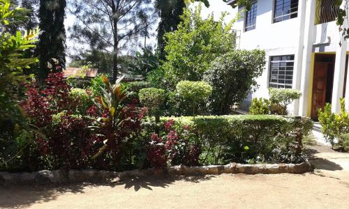 Garden, Hilda Blooms in Kisumu