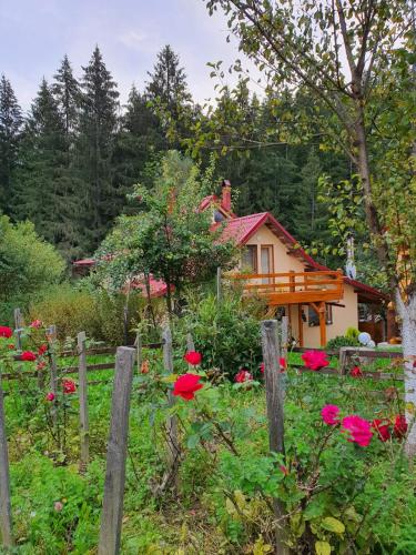 Forest Vibes Spa - Chambre d'hôtes - Cîmpu lui Neag