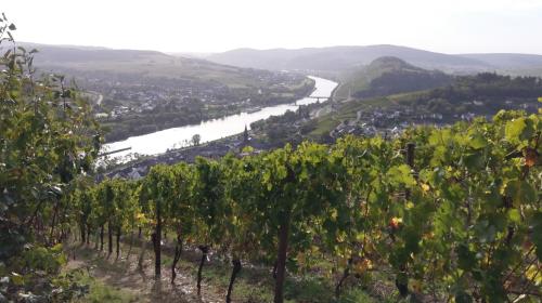 FeWo Sonnenlay - Apartments an der Mosel - Brauneberg