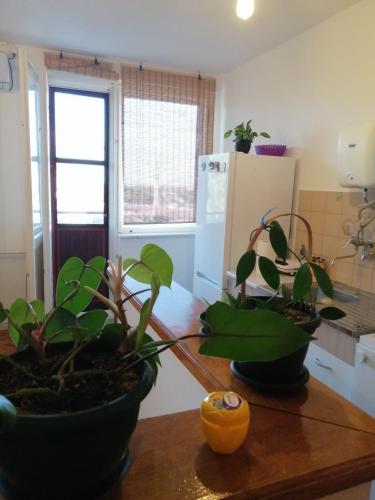 ห้องครัว, Apartman KIKA in ซอมบอร์