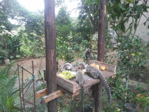 Chacara Recanto dos recantos in อินไดย์อาตูบา