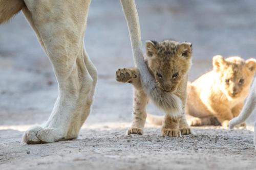 Pumba Private Game Reserve and Spa