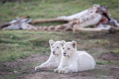 Pumba Private Game Reserve and Spa