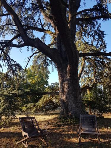 À l'ombre des Cèdres - Chalets insolites gîte à louer Forêt de Montaigut