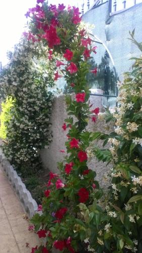 Bed and Breakfast Angolo Fiorito