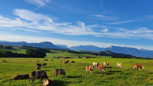  Idyllische Designer-Apartments am Bio-Bauernhof in SalzburgerSeenland Schmiding 10, Unterkunft in Seekirchen am Wallersee