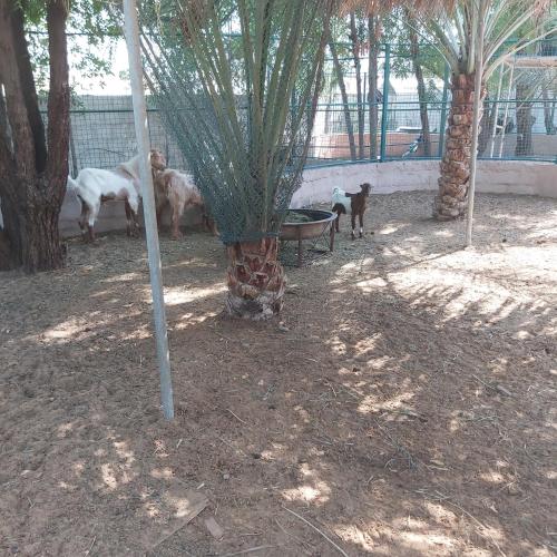 Al Maha Farm photo 4