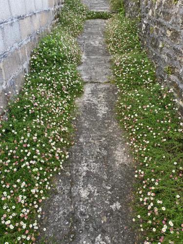 Not Trading, Tavistock, Devon