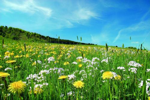 Sonnenhof-Willingen