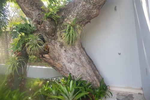 Always Summer Inn - image 9