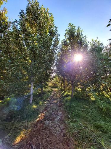 Bakkakot 1 - Cozy Cabins in the Woods Bakkakot 1 - Cozy Cabins in the Woods