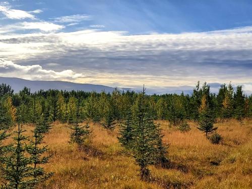 Bakkakot 2 - Cozy Cabins in the Woods Bakkakot 2 - Cozy Cabins in the Woods